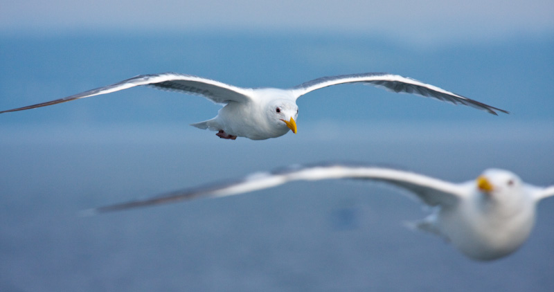 Gulls In Flight